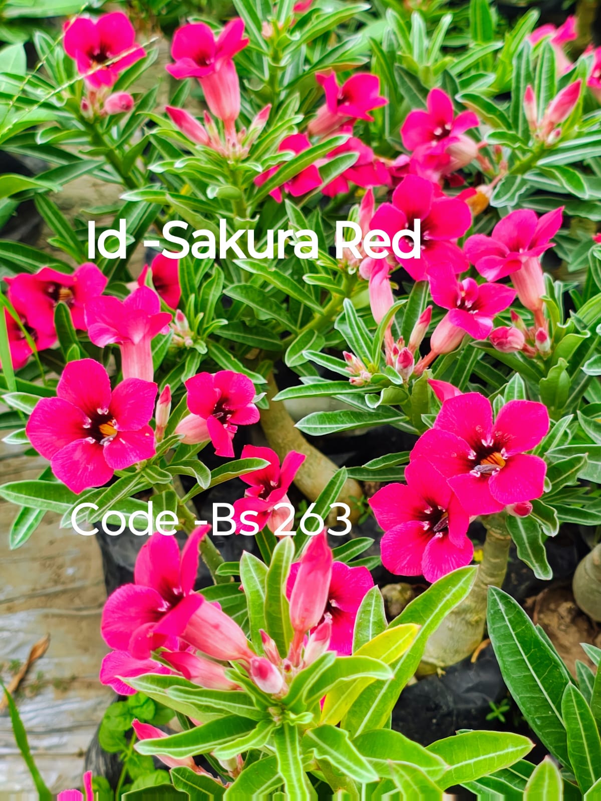 Rosy Adenium category image